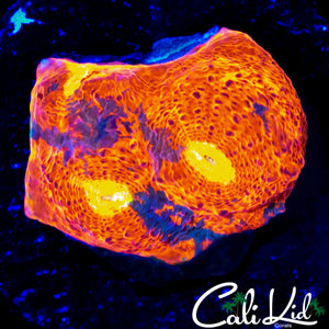 RAINBOW CHALICE FRAG