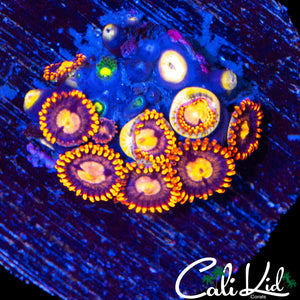 ASSORTED ZOA MINI COLONY