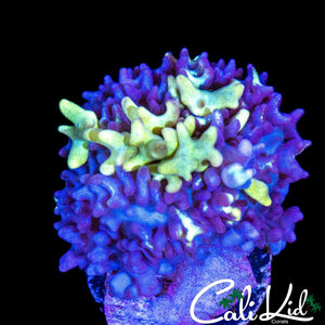 CK HERCULES BUBBLE MUSHROOM