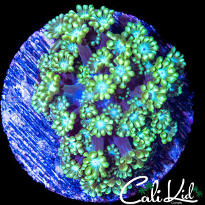 BI COLOR ALVEOPORA