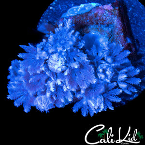 PULSATING XENIA