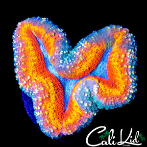RAINBOW RING SYMPHYLLIA