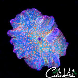 RAINBOW SPOTTED DISCO SHROOM