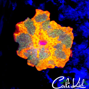 COOL PATTERN CANDY CRUSH SHROOM