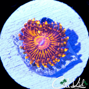 FLAMIN MOHICAN ZOA