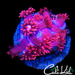 PINK PASSION GONI