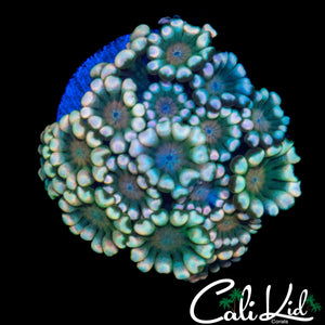 ULTRA RAINBOW ALVEOPORA