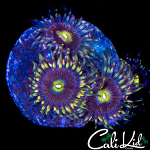CK ANTI MATTER ZOA QUAD