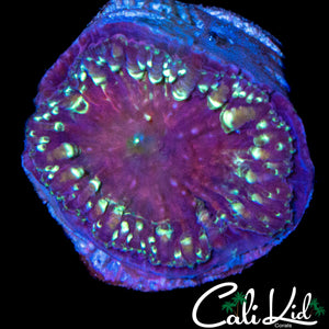 GOLDEN BUBBLE BLASTO