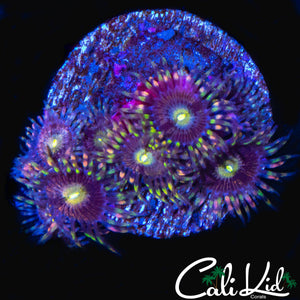 CK ANTI MATTER ZOA MINI COLONY