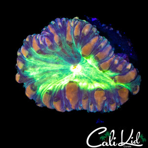 BEAUTIFUL BUBBLE BLASTO