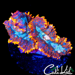 FLAME RIM RHODACTIS DOUBLE