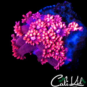 PINK PASSION GONI