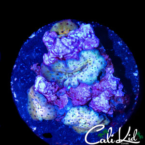 LEOPARD DISCO SHROOM ROCK