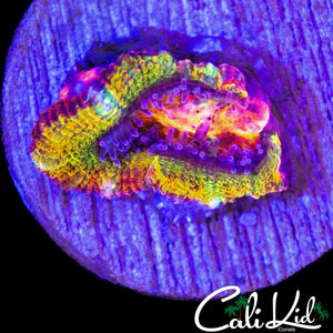 CK ABERRAMA GOLD ACAN