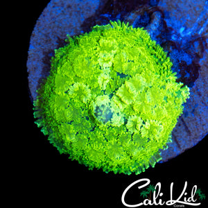 ECTOMORPH PIN CUSHION MUSHROOM