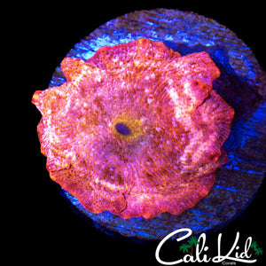 RARE DUSTED PINK DISCO SHROOM