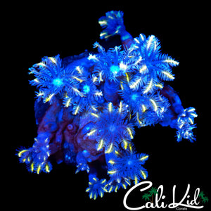 ULTRA RAINBOW CLOVES