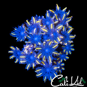 ULTRA RAINBOW CLOVES