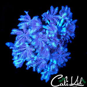 PULSATING XENIA CHUNK