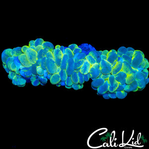 SPLATTER BUBBLE COLONY