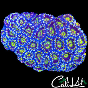 ULTRA RAINBOW ACAN COLONY