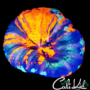 BEAUTIFUL QUAD COLOR SCOLY