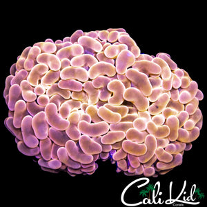 PEACH PASSION HYBRID HAMMER