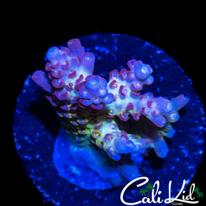 CK UNRELEASED RAINBOW ACRO