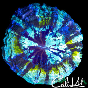 STUNNING TRI COLOR ACANTHO