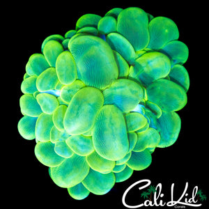 ULTRA BRIGHT BUBBLE CORAL
