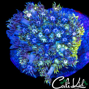 ULTIMATE RAINBOW GONI COLONY