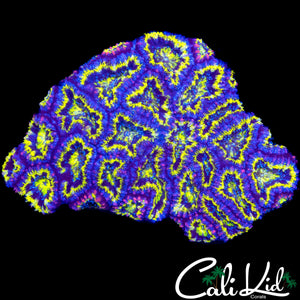 PINK STRIPE ACAN COLONY