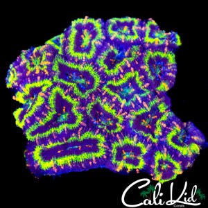 PINK STRIPE ACAN COLONY
