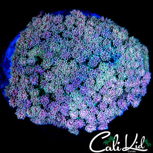 ULTRA RAINBOW GONI COLONY