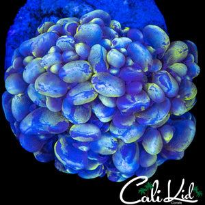 RARE SPLATTER BUBBLE CORAL