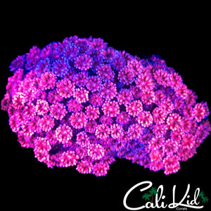 HYPER PINK GONI COLONY