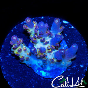 CK UNRELEASED RAINBOW ACRO