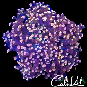 ULTRA RAINBOW BRANCHING FROGSPAWN