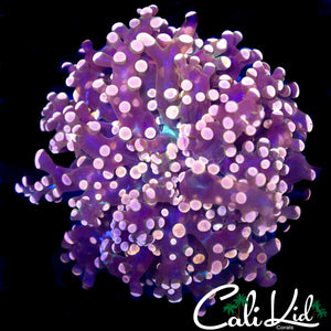 ULTRA RAINBOW BRANCHING FROGSPAWN