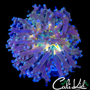RAINBOW MOUTH BRANCHING FROGSPAWN