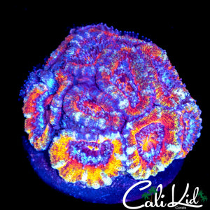 CK INSANE UNRELEASED RAINBOW ACAN COLONY