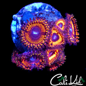 CK MAUL ZOA MINI COLONY