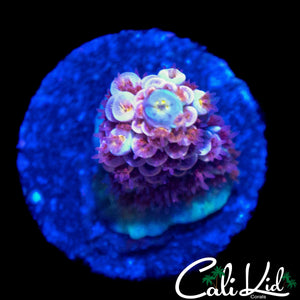 HYPER PINK POLYP TENIUS