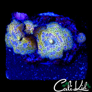 LEOPARD DISCO SHROOM ROCK
