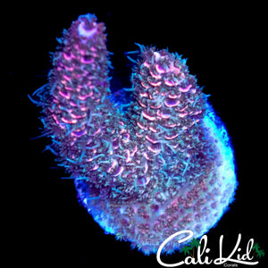 SUPER FUZZY RAINBOW MILLI