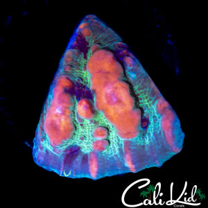 WWC COSMIC BOUNCE CHALICE CHUNK