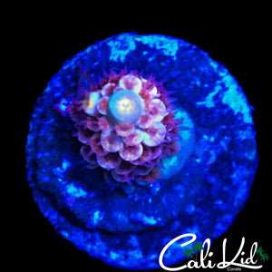 HYPER PINK POLYP TENIUS