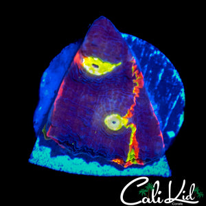 CK MIDNIGHT MAGIC CHALICE W/ GREEN