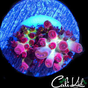CB MALEFICIENT ACRO